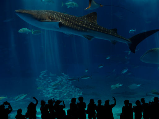 Best Okinawa activities: Churaumi Aquarium, Kerama Islands, Okinawa World and indoor alternatives