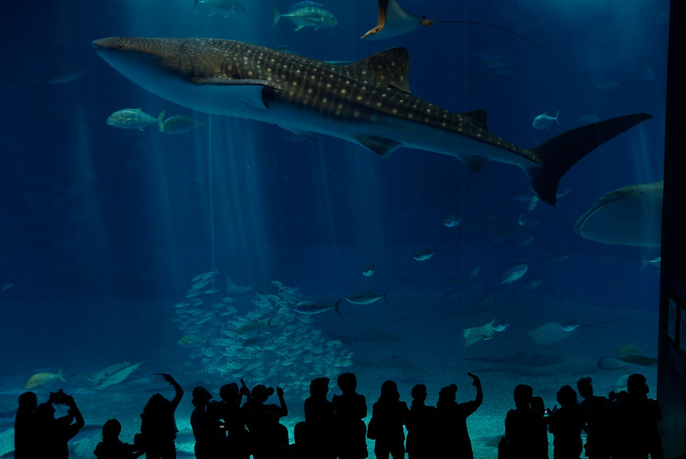 Whale shark tank at Okinawa Churaumi Aquarium for an activities comparison