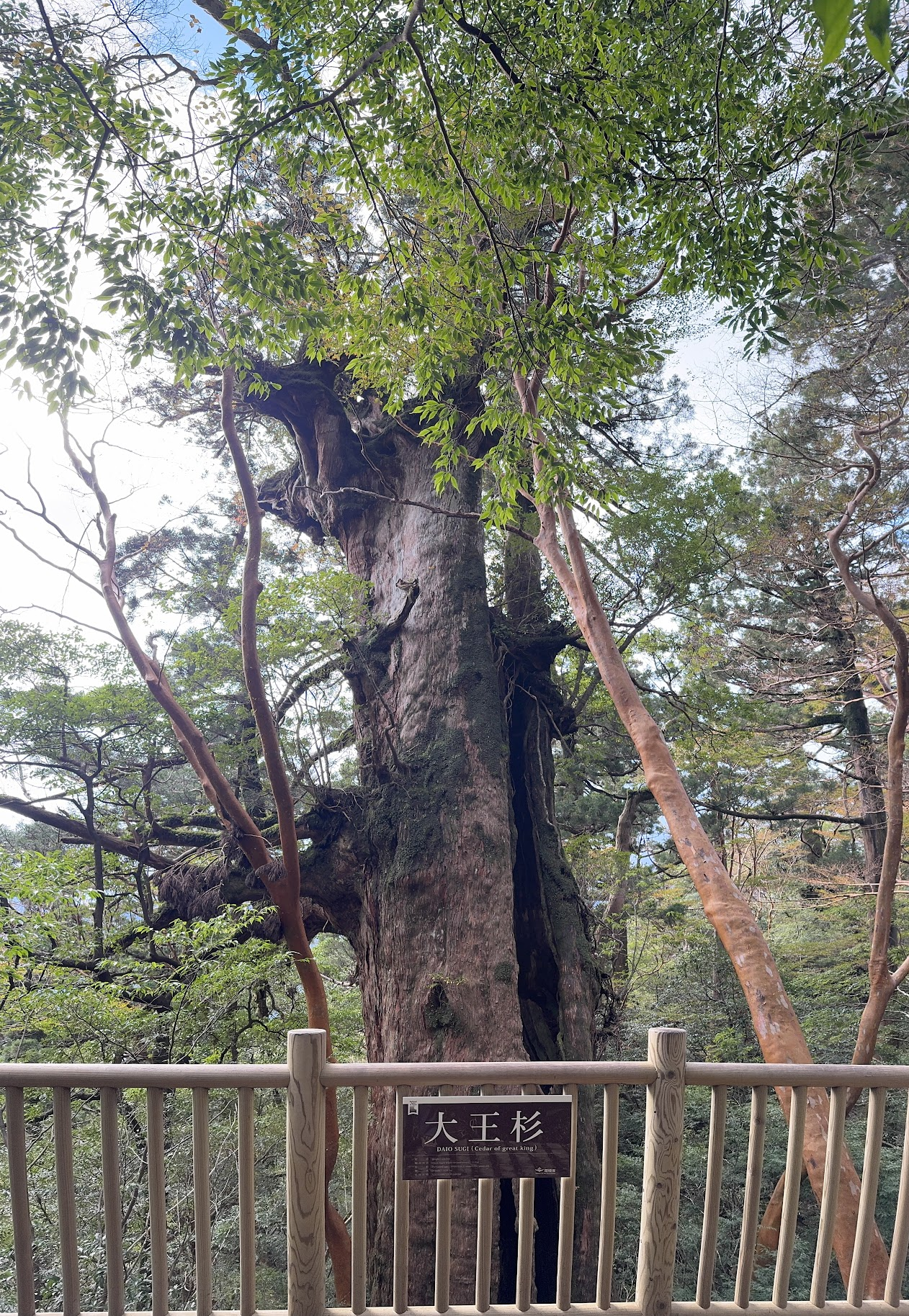 조몬스기 코스의 후후스기 거목