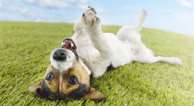 happy upside down dog.jpeg