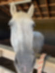 IMG_1055.jpeg