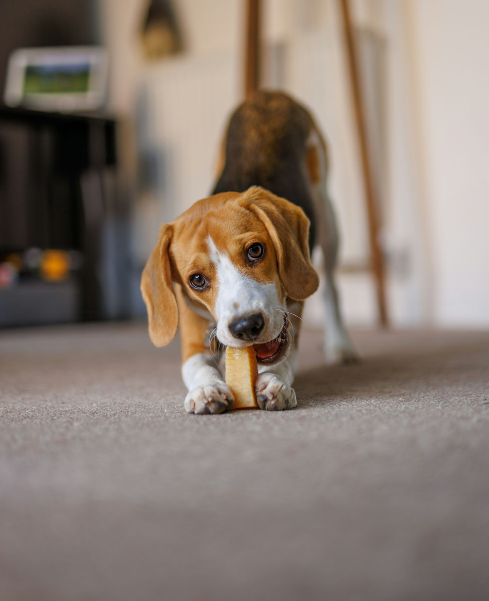 A young beagle chewing on a yak cheese chew as a calming activity during an Albuquerque monsoon event.