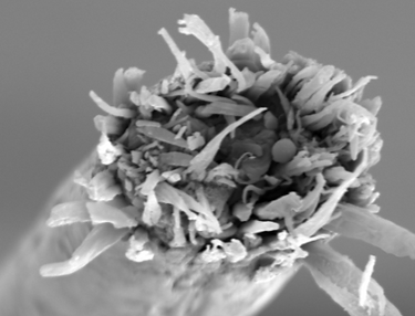 Brittle Hair before hot scissor cut at Bette-Ro's hair salon