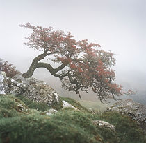 Photograph of a Hawthorn in berry on Dartmoor