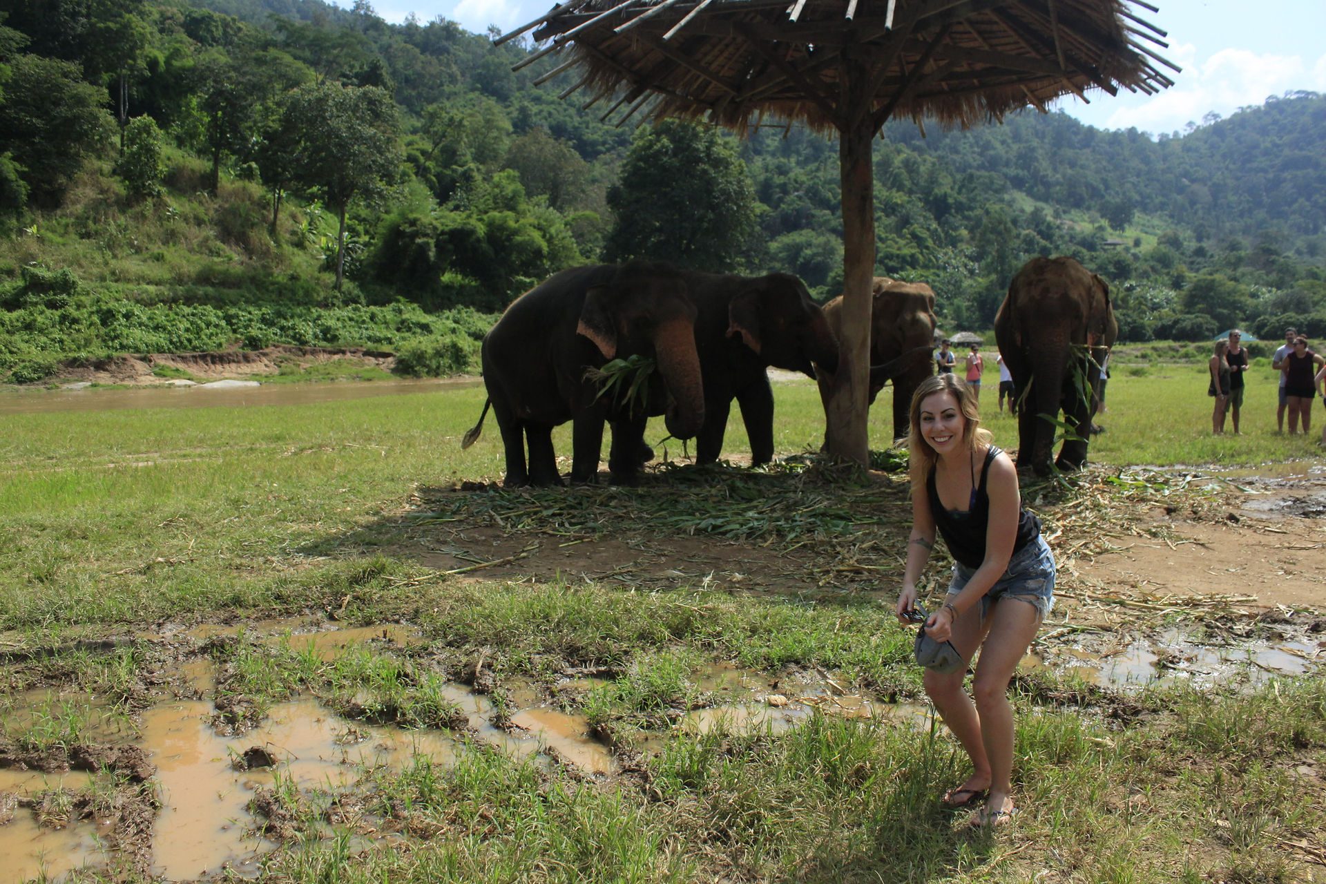Awkward mid-shot with the elephants