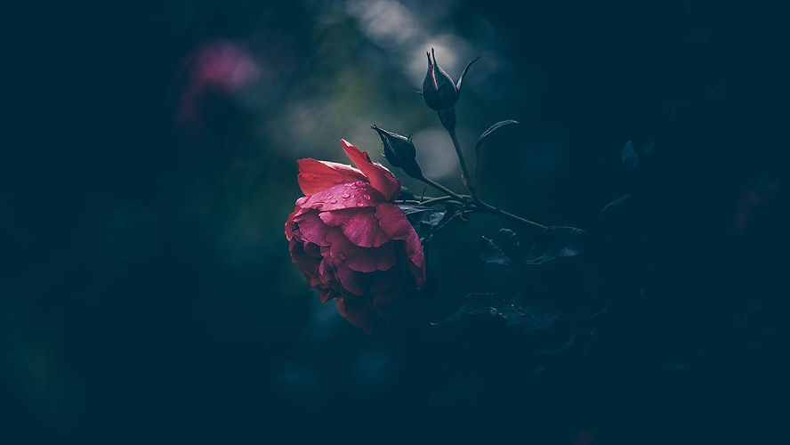 Dark Rose.jpg