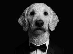 IndyHumane's PET Gala to be held at the Ritz Charles