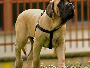 When should you spay or neuter your dog?