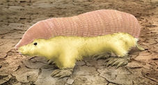 Pink fairy armadillo is fragile and elusive
