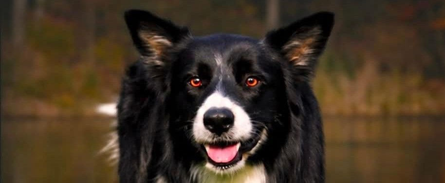 Border Collie rescuer chronicles journey in new book