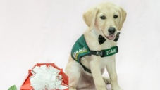 ICAN's Puppy Love Valentines are back!