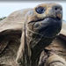 At 194, Jonathan is the world's oldest tortoise!