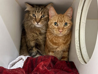 We're Tiny and Kiki! Adopt us together, please
