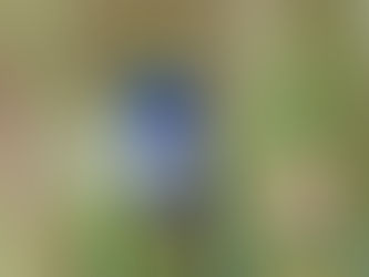 IndyZoo awards $1 million to save endangered hummingbird