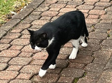 I'm Banjo! Adopt me!