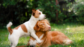 Noah's offers new payment plan for vet services