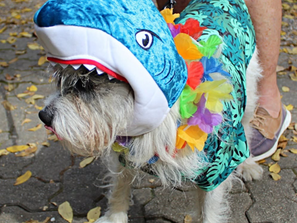 Tails and Trails Rescue sets fundraiser at German Park