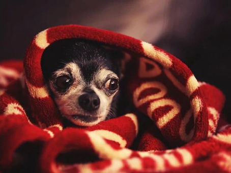 Help your dog ride out those scary thunderstorms!