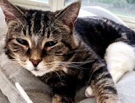 I'm Juju! Adopt me!