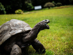 Oldest land animal celebrates big birthday!