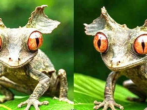 Unusual gecko is native to Madagascar
