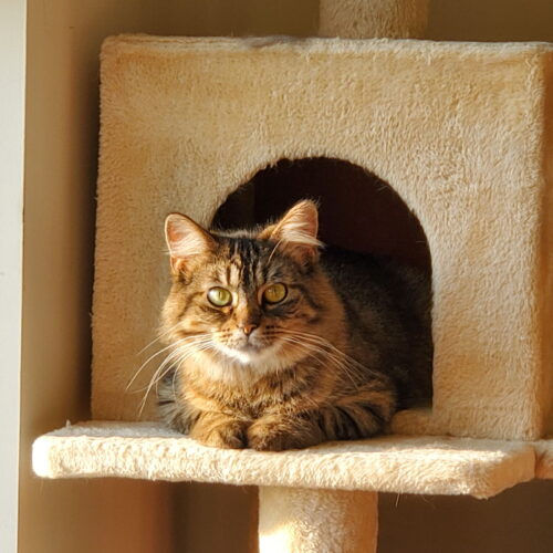 Janey Lane is an affectionate adult kitty who loves to play fetch!