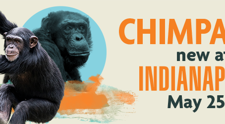 See new chimp complex at IndyZoo!