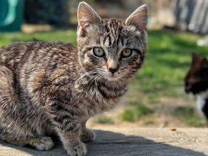 Indy Neighborhood Cats announces annual yard sale
