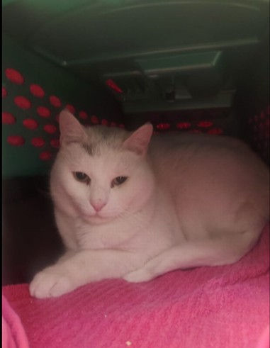 Microchip reunites cat with owner after 4 years