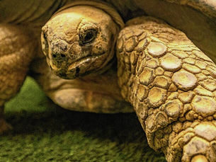 What's new at the IndyZoo? Giant tortoises!