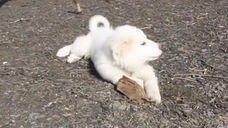 Tom Dock's advice on keeping pets safe this Spring