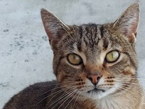 I'm Mabel! Adopt me!