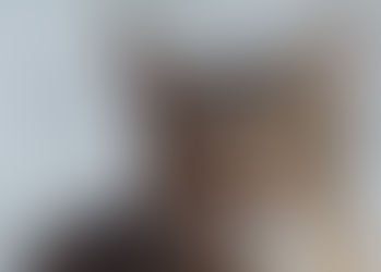 I'm Mabel! Adopt me!