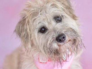 I'm Stamos! Adopt me!