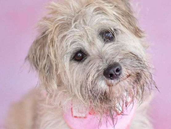 I'm Stamos! Adopt me!