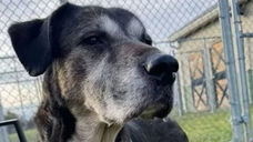 I'm Tommy! Adopt me!