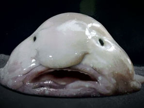 Yep, just a big ol' blob