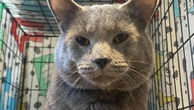 I'm Oswald! Adopt me!