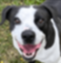 Diesel is friendly to people and other dogs.