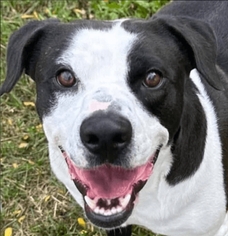 I'm Diesel! Adopt me!