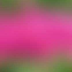 Yep, katydids can be pink!