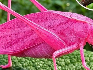 Yep, katydids can be pink!
