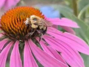 Dollie's Farm is a paradise of colorful flowers . . . and you can pick your own!