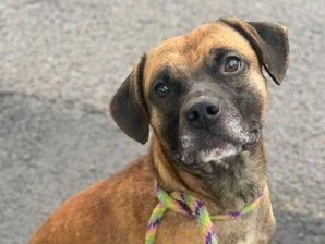 I'm Zay! Adopt me!