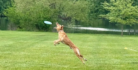 Join the doggie disc fun at American Village!