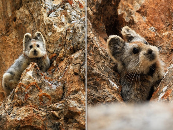The Ili pika is an adorable endangered species
