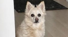 I'm Mona! Adopt me!