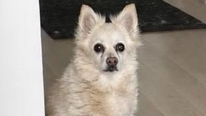 I'm Mona! Adopt me!