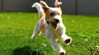 Hoosier author's mischievous dog inspires children's books