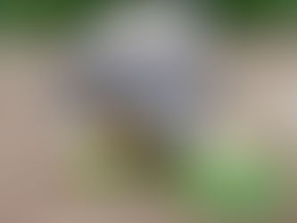 90-year-old tortoise is first-time daddy!